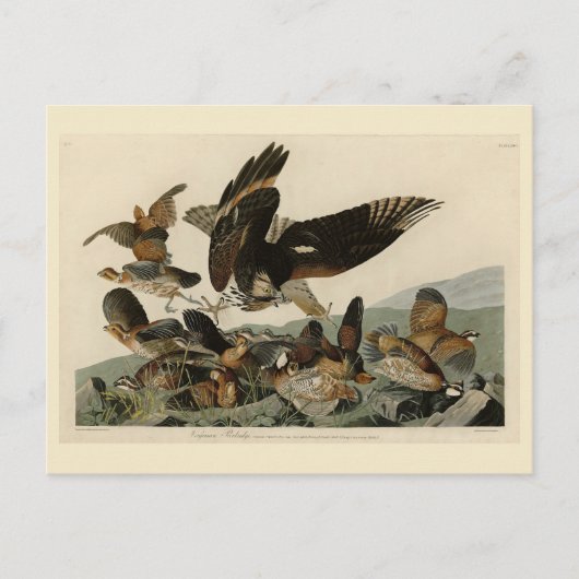 Virginianische patrijs, Amerikaanse vogelvogels va Briefkaart (Voorkant)
