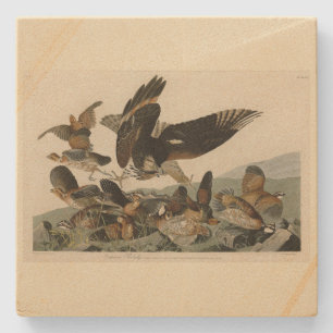 Virginianische patrijs, Amerikaanse vogelvogels va Stenen Onderzetter