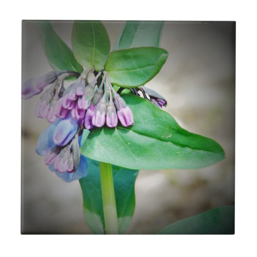 Virginina Bluebells Tegeltje (Voorkant)