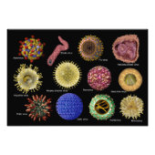 Virussen Foto Afdruk (Voorkant)