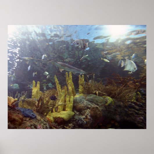 Vis2 Poster (Voorkant)