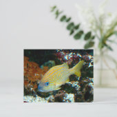 vis 2 Briefkaart (Staand voorkant)