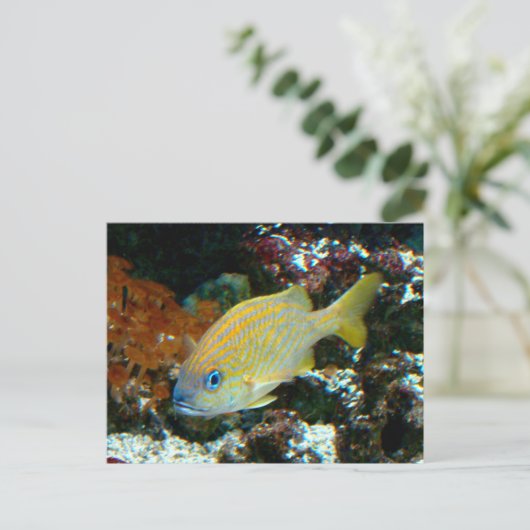 vis 2 Briefkaart (Staand voorkant)