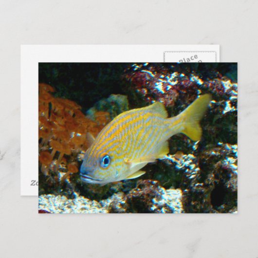 vis 2 Briefkaart (Voorkant / Achterkant)