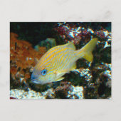 vis 2 Briefkaart (Voorkant)