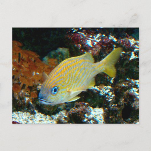 vis 2 Briefkaart (Voorkant)