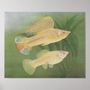 Vis - Albino Mollies - Poecilia latipinna P/folio Poster