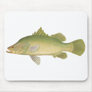 Vis - Barramundi - Lates calcarifer Muismat