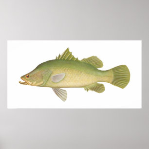 Vis - Barramundi - Lates calcarifer Poster