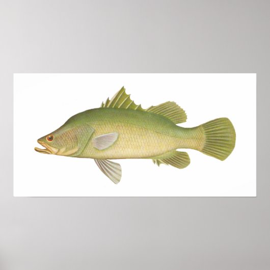 Vis - Barramundi - Lates calcarifer Poster (Voorkant)