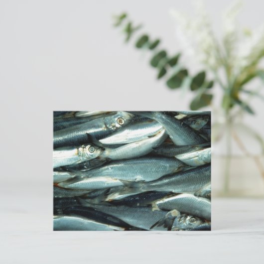 vis briefkaart (Staand voorkant)