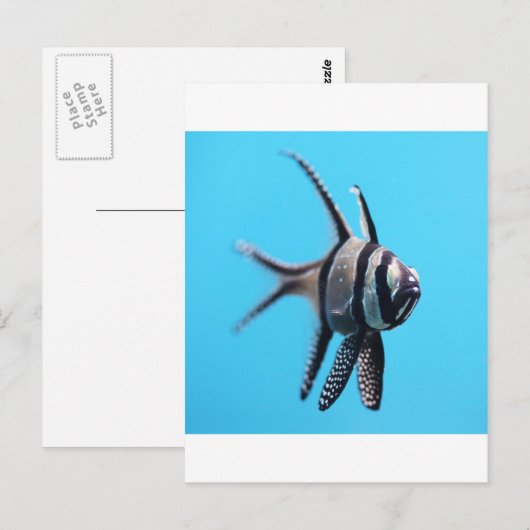 vis briefkaart (Voorkant / Achterkant)