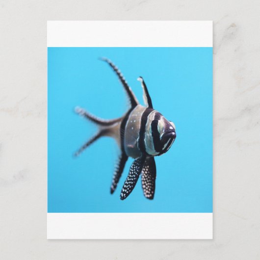 vis briefkaart (Voorkant)