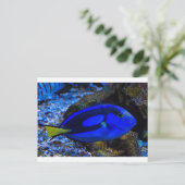 vis briefkaart (Staand voorkant)