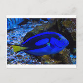 vis briefkaart (Voorkant)