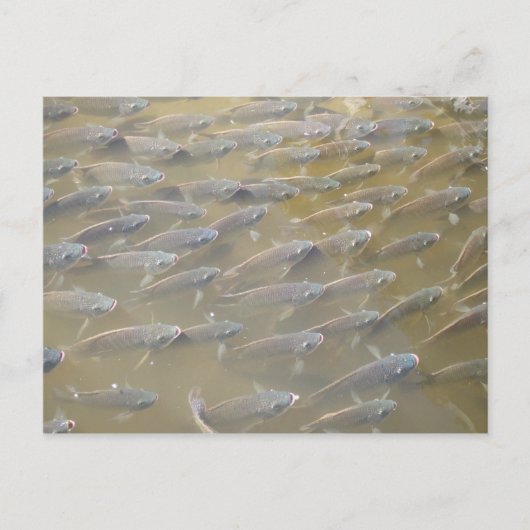 VIS BRIEFKAART (Voorkant)