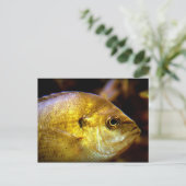 vis briefkaart (Staand voorkant)