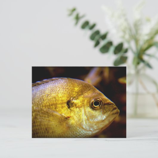 vis briefkaart (Staand voorkant)