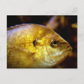 vis briefkaart (Voorkant)