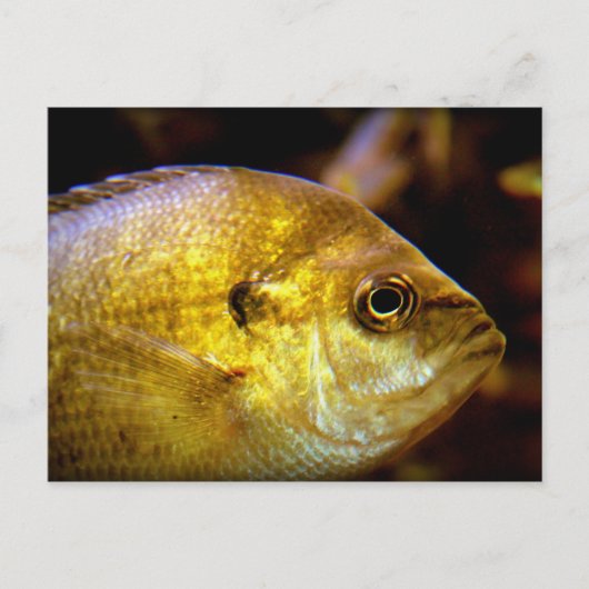 vis briefkaart (Voorkant)