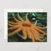 vis briefkaart (Voorkant / Achterkant)