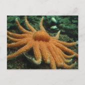 vis briefkaart (Voorkant)