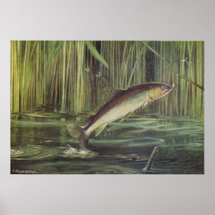 Vis - Bruine forel - Salmo trutta Poster