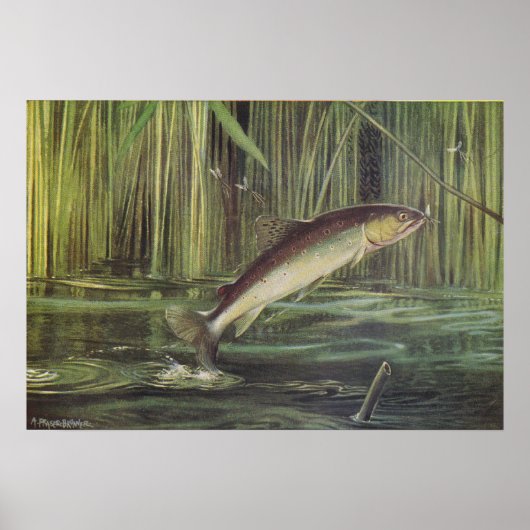 Vis - Bruine forel - Salmo trutta Poster (Voorkant)