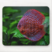 Vis, discus, water muismat (Voorkant)