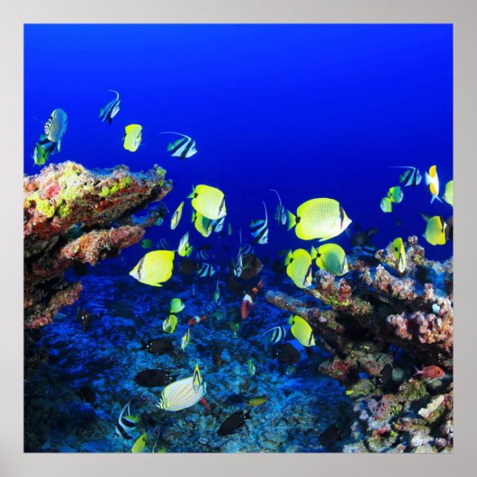  vis en koraalrif poster (Voorkant)