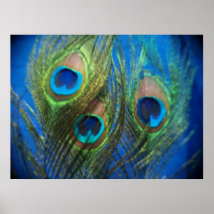 Vis Eye Peacock still Life Poster