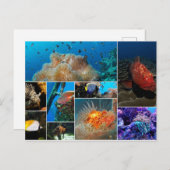 Vis, Foto Collage. Briefkaart (Voorkant / Achterkant)