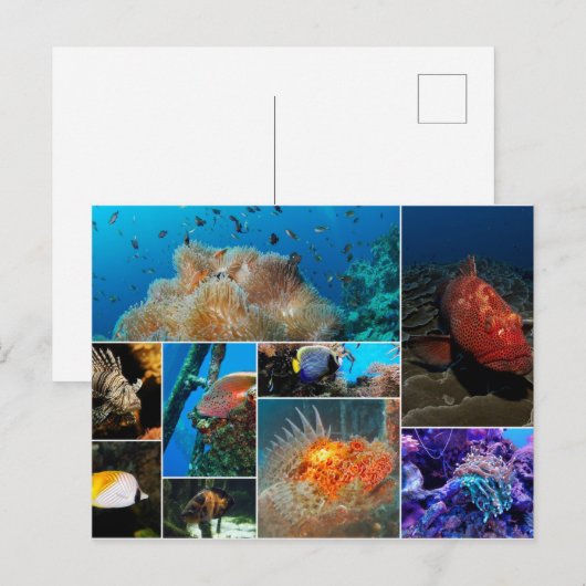 Vis, Foto Collage. Briefkaart (Voorkant / Achterkant)