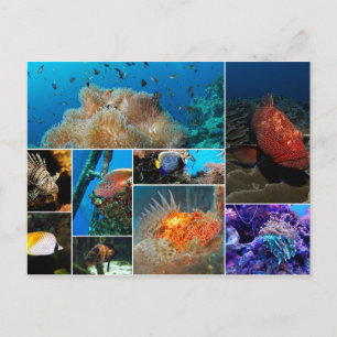 Vis, Foto Collage. Briefkaart