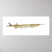 Vis - Garfish - Hyporhamphus intermedius Poster (Voorkant)