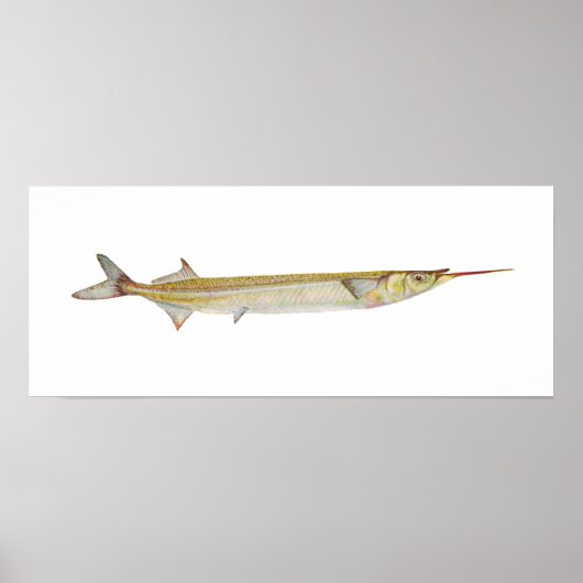 Vis - Garfish - Hyporhamphus intermedius Poster (Voorkant)