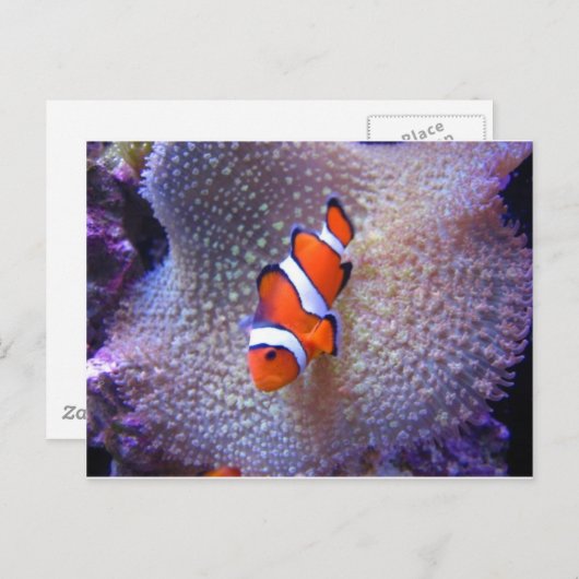 vis, gekloonde vis briefkaart (Voorkant / Achterkant)