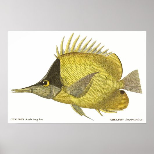 vis, gele tropische zalm Longirostris Poster (Voorkant)