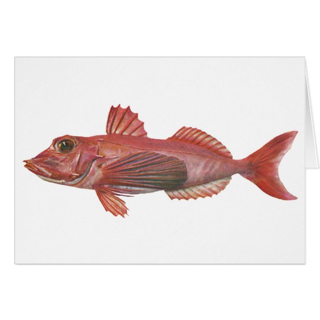 Vis - Gurnard (Voorkant Horizontaal)