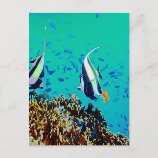 Vis in het Briefkaart Fiji Waters (Voorkant)