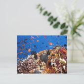 Vis in het Briefkaart Fiji Waters (Staand voorkant)