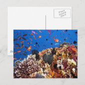 Vis in het Briefkaart Fiji Waters (Voorkant / Achterkant)