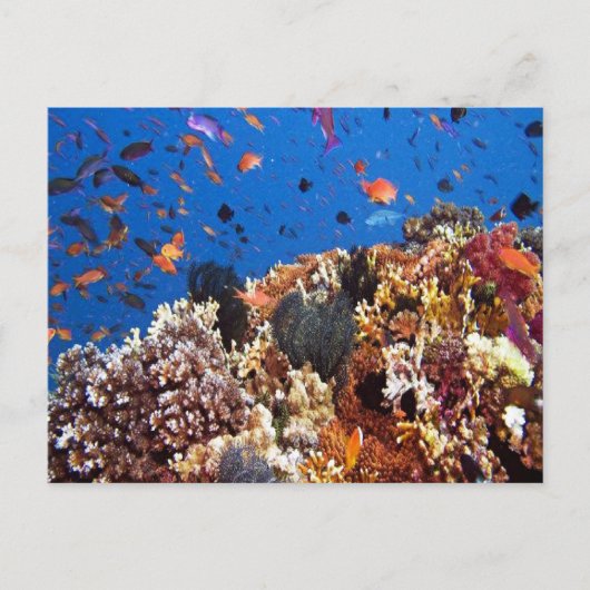Vis in het Briefkaart Fiji Waters (Voorkant)