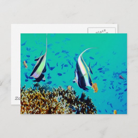 Vis in het Briefkaart Fiji Waters (Voorkant / Achterkant)