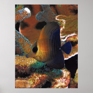 Vis in koraal poster
