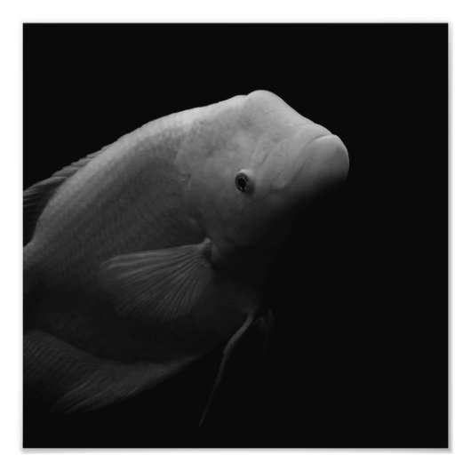 Vis in tank - foto van zwart-witkunst afdruk (Voorkant)