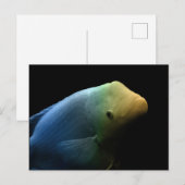 Vis in tank - Kunstfoto Briefkaart (Voorkant / Achterkant)