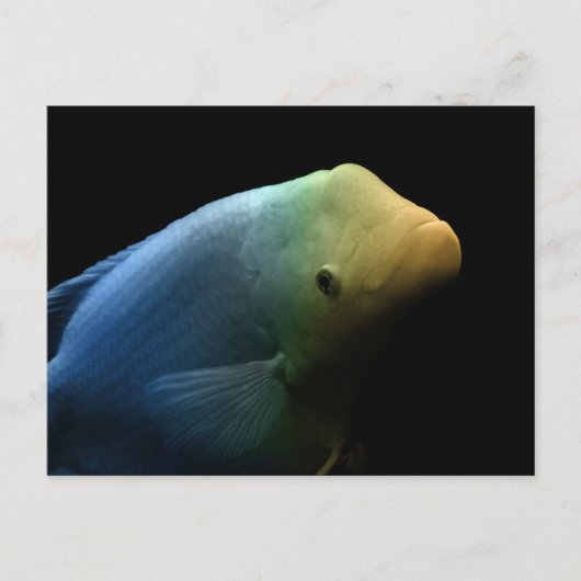 Vis in tank - Kunstfoto Briefkaart (Voorkant)