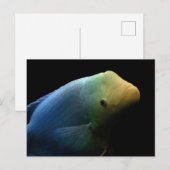 Vis in tank - Kunstfoto Briefkaart (Voorkant / Achterkant)