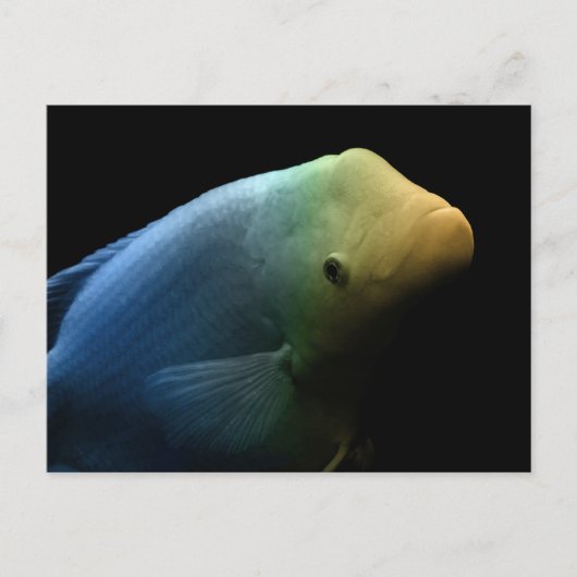 Vis in tank - Kunstfoto Briefkaart (Voorkant)